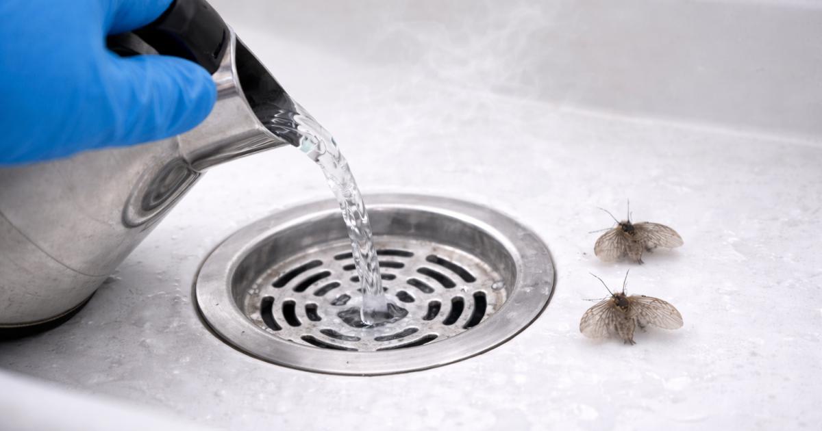 Schoonmaken van wastafelafvoer met rioolvliegjes zichtbaar